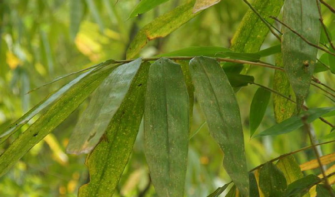  p>黄麻竹(学名: i>dendrocalamopsis stenoaurita /i> (w. t.