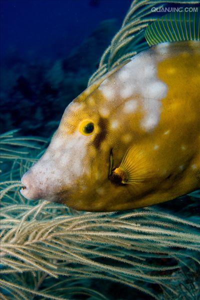  p> b>马面鱼 /b>学名为绿鳍马面鲀,隶属于 a target="_blank" href="