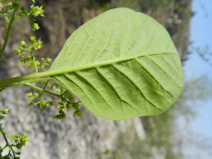  p data-id="gn80chfp5p">毛叶黄栌,又名岩棕树,卷子树,植物界黄栌树