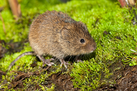  p>根田鼠柴达木亚种(学名: i>microtus oeconomus