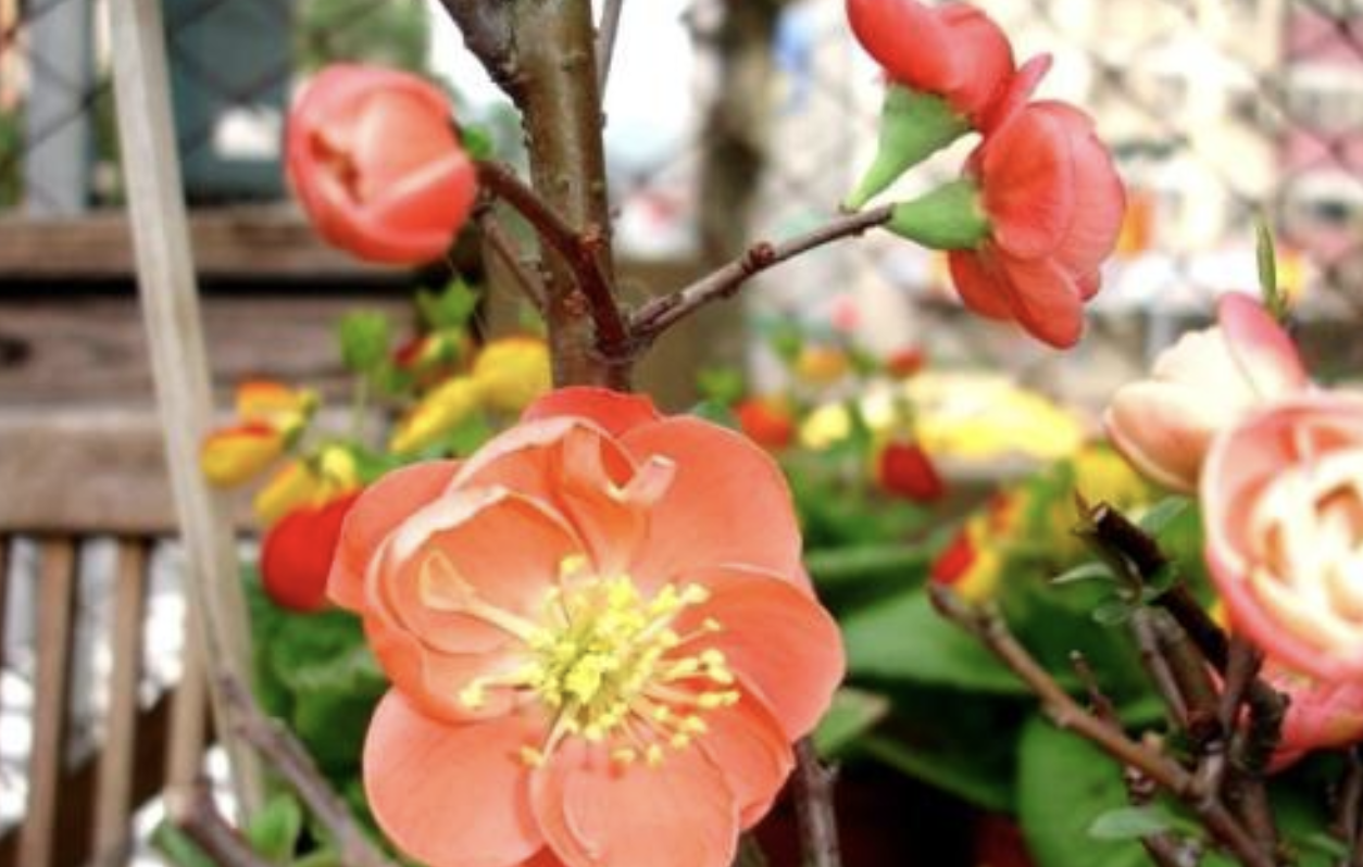  p>落叶花桑(学名: i>broussonetia kurzii  /i>(hook. f.