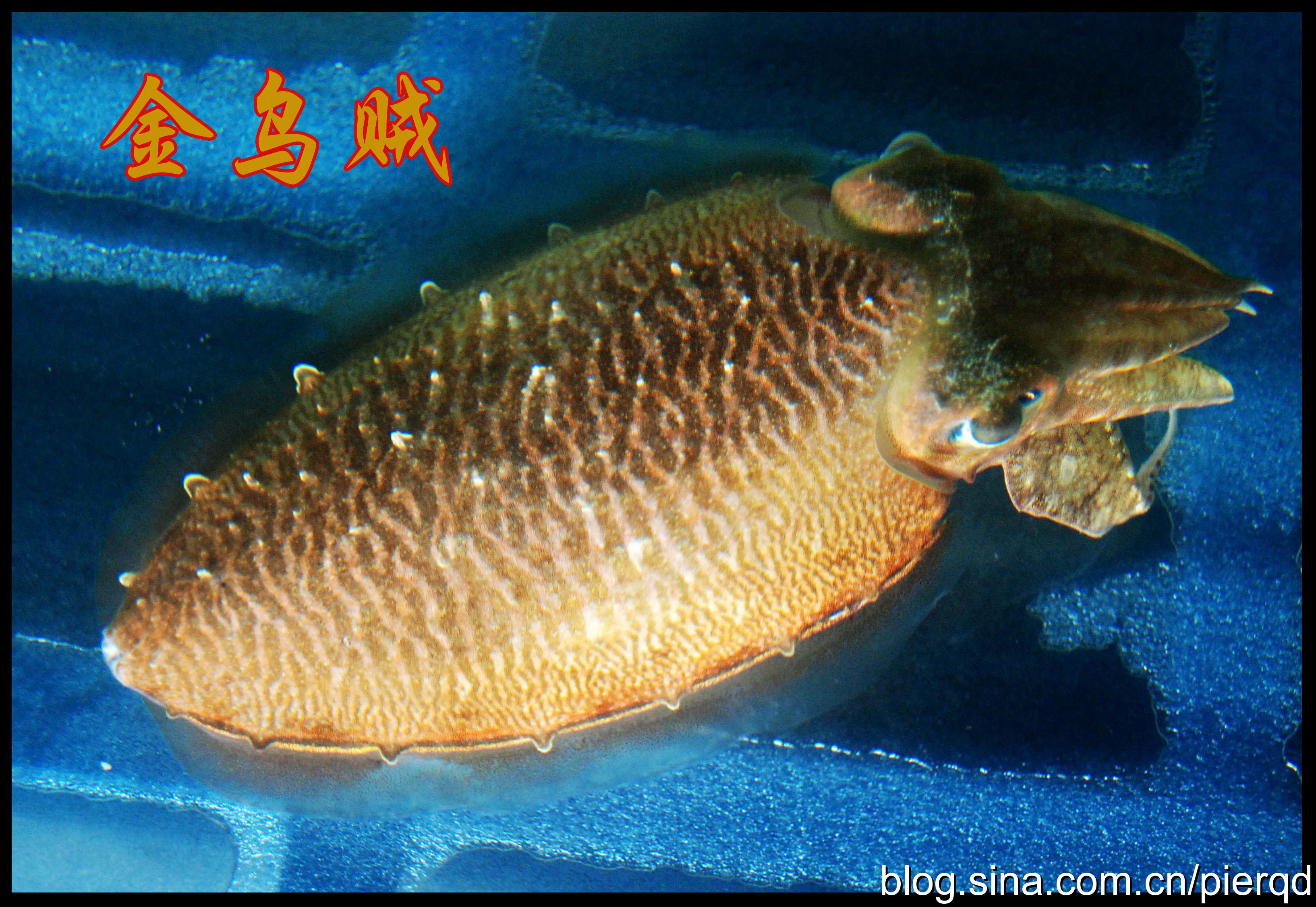  p>乌贼本名乌鲗,又称花枝, a href="#" data-lemmaid="1124307">墨斗