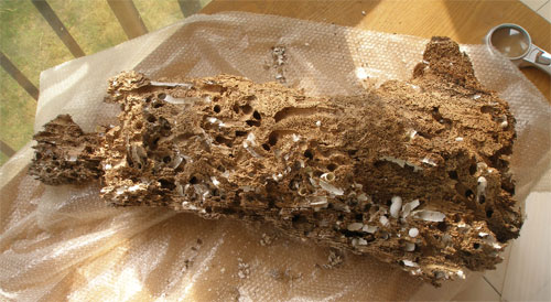  p>船蛆属所属海螂目,船蛆科,群生在漂浮或沉入水中的木干上 /p>