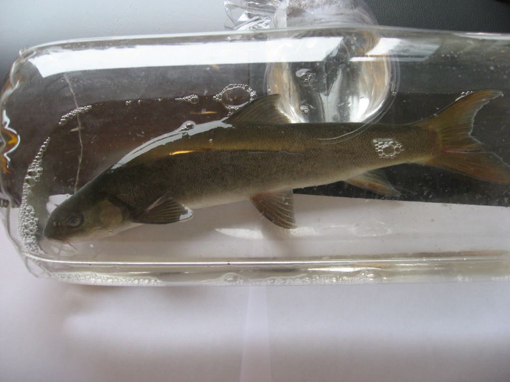  p>松潘裸鲤, i>gymnocypris potanini  /i>(herzensten, 1891), a