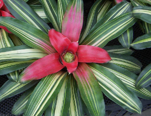 粉纱同心彩叶凤梨