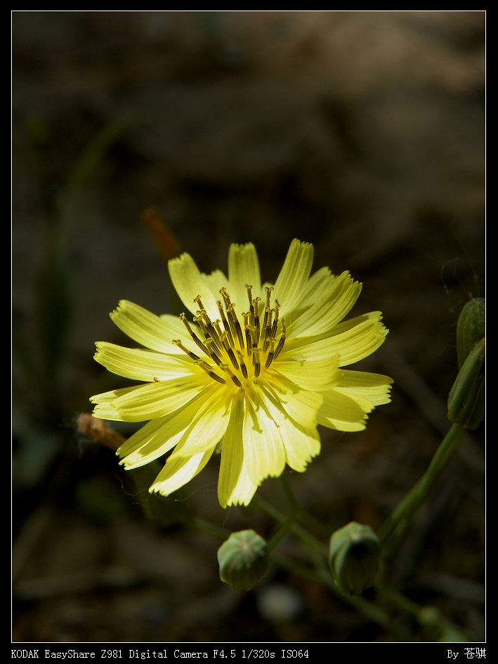  p>苍叶蒲公英(学名: i>taraxacum glaucophyllum /i> soest)是多年生