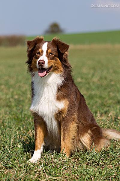  p>澳大利亚牧羊犬是一种具有很强的 a href="#" data-lemmaid="