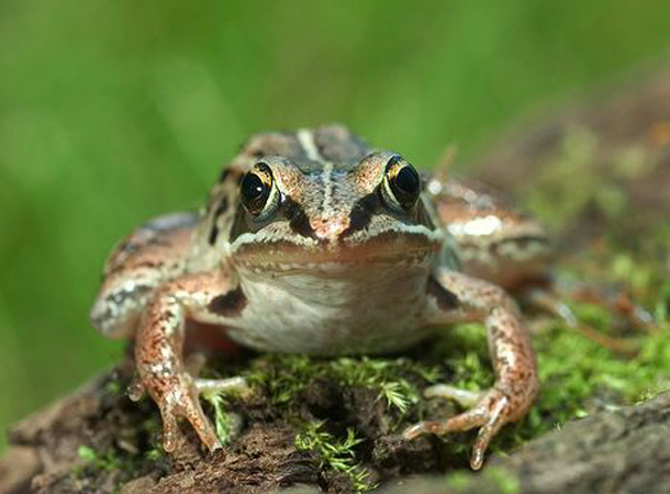  p>木蛙(学名: i>lithobates sylvaticus /i>):体长35-76毫米,体重7.