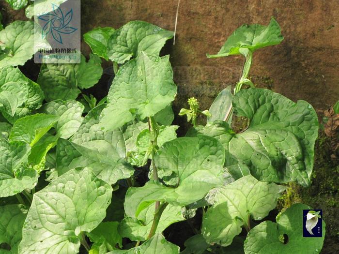  p>白猪鼻孔为 a target="_blank" href="/item/三白草科/3084294"