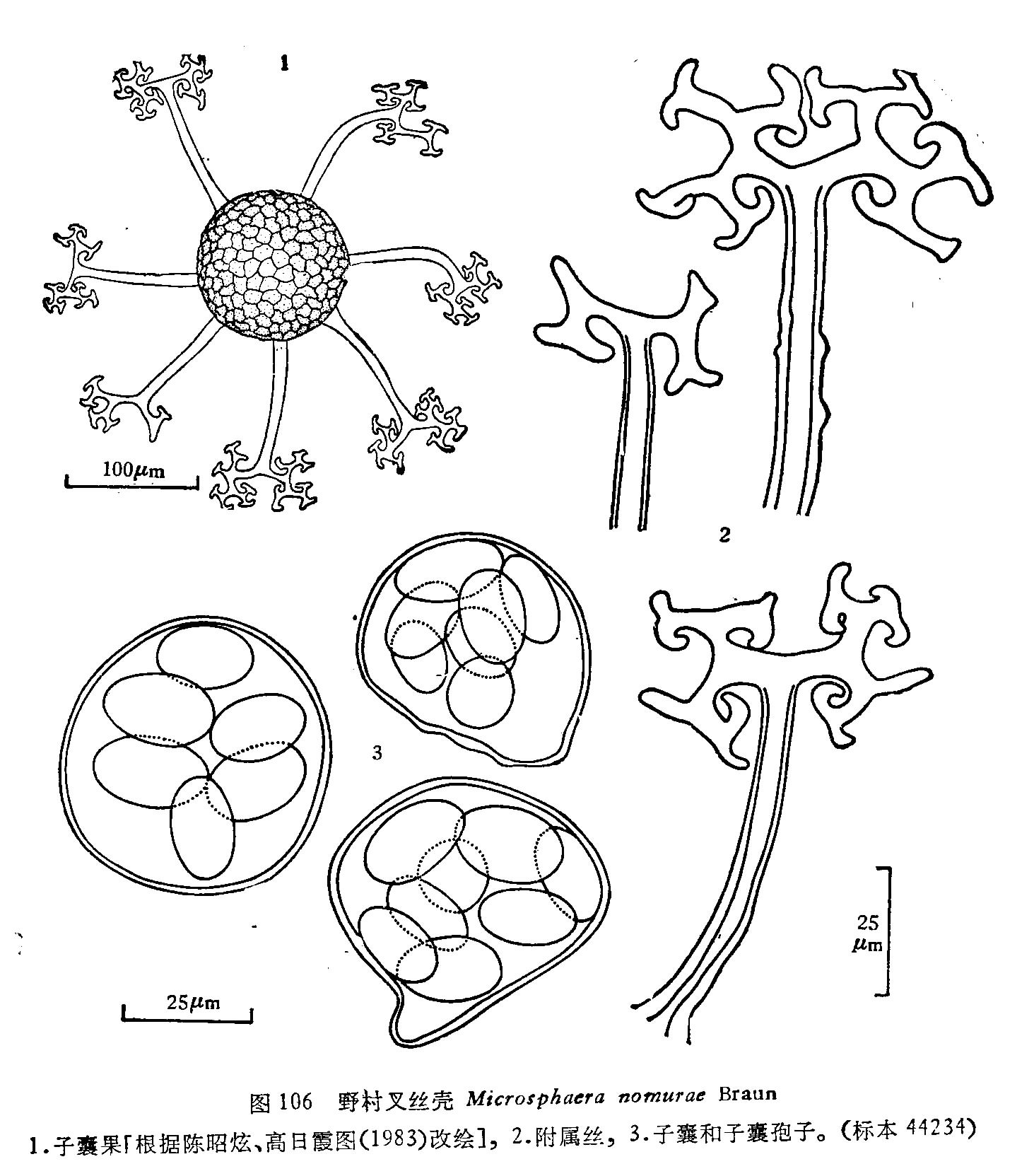  p>山矾科植物上的叉丝壳属白粉菌,以前曾报道过两个种:homma(1937)