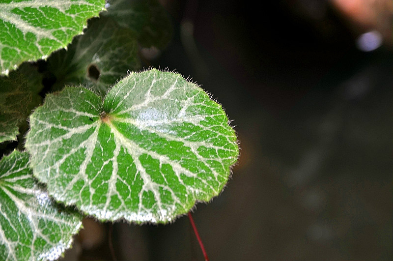 saxifraga parkaensis
