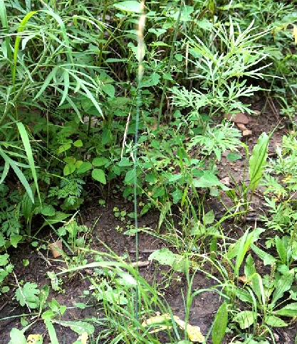 是禾本科黑麦草属越年生或一年生草本植物.