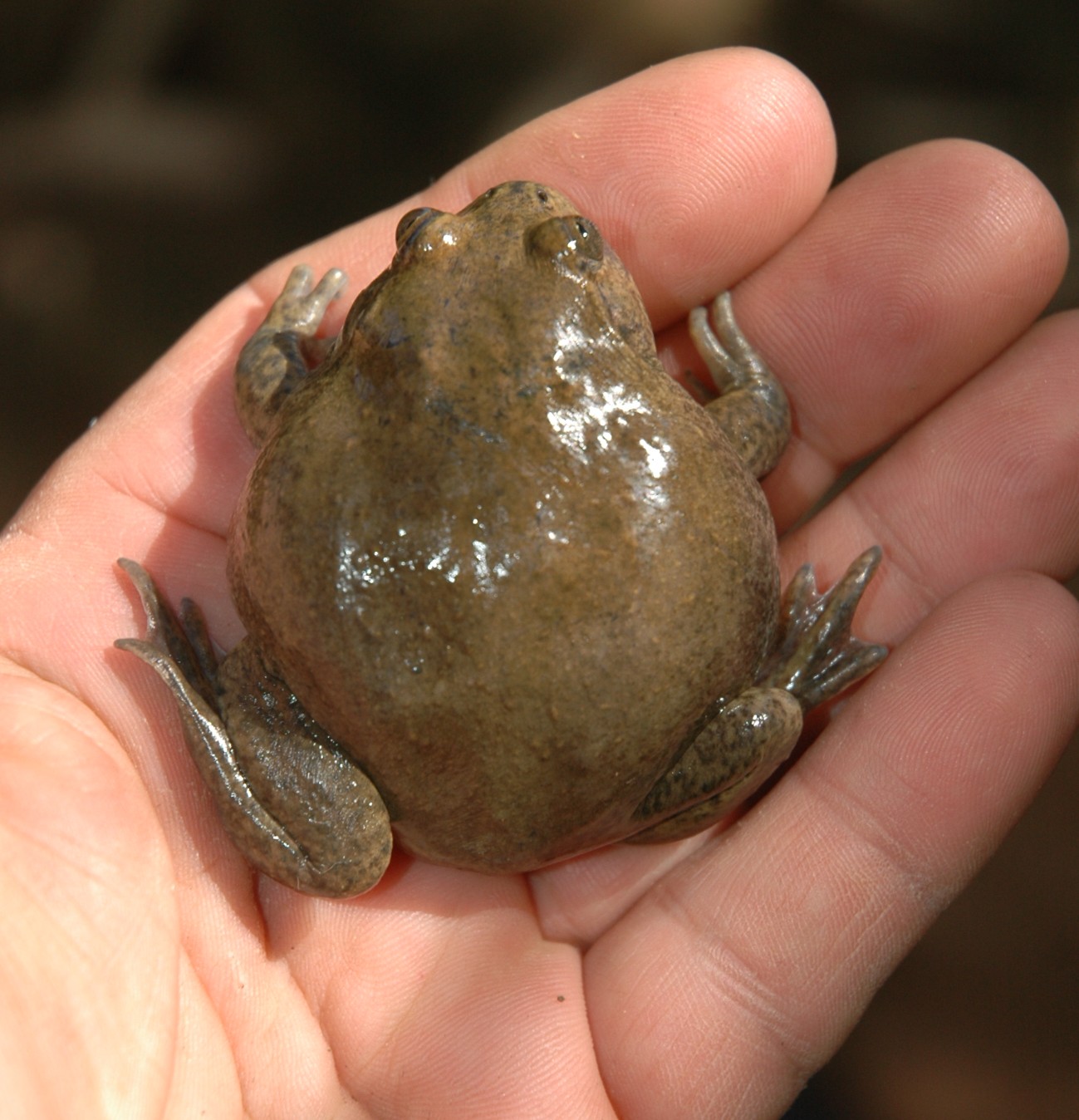 p>保水蛙,澳大利亚野生动物,为了在干旱季节存活下来,这种蛙掘洞藏入