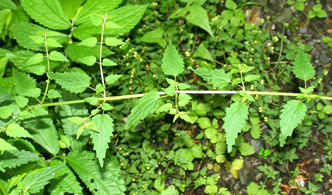  p>香科科属(teucrium),为 a href="#" data-lemmaid="2381957">唇形