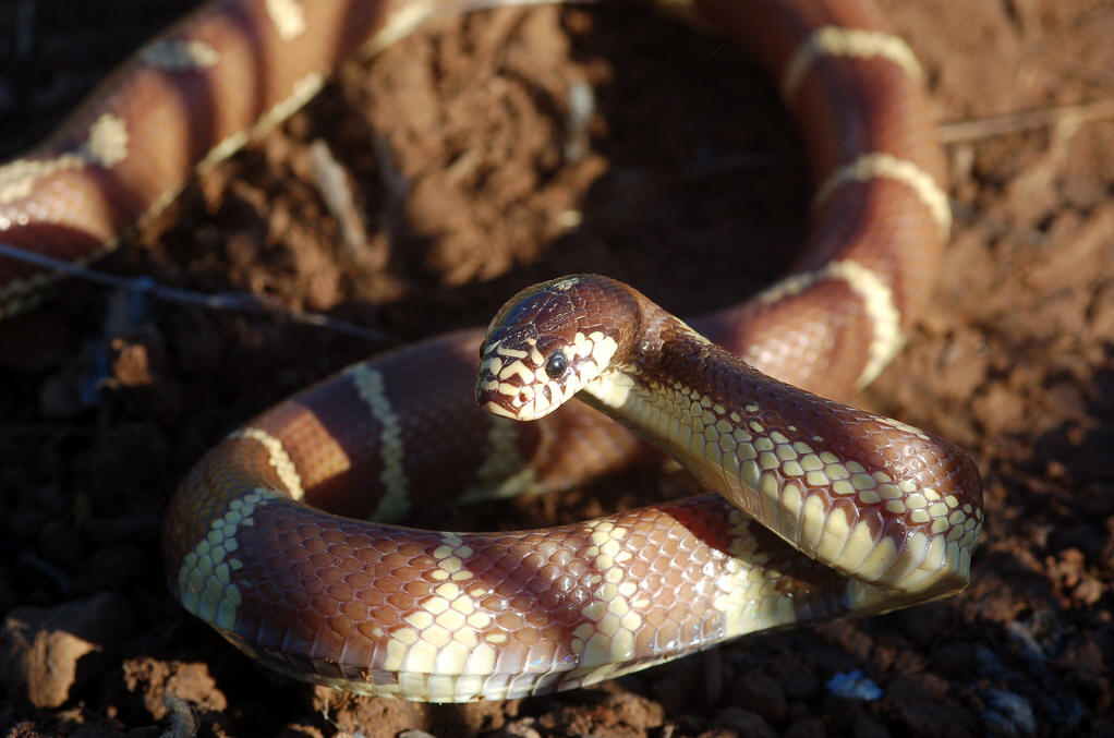  p>王蛇(kingsnake),又名皇帝蛇.