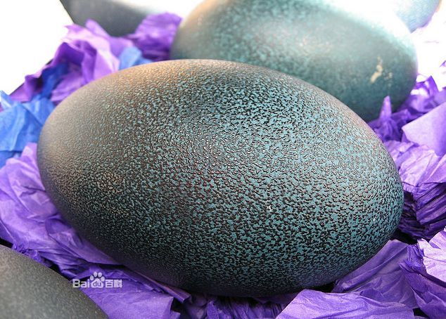 dromiceius novae-hollandiae