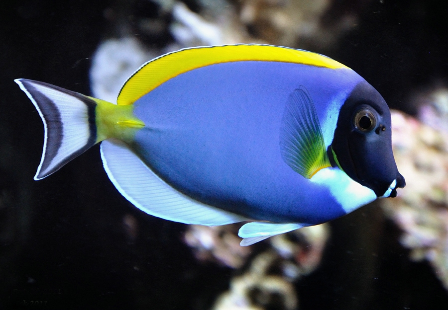 形体椭圆, a href="#" data-lemmaid="7398723">尾鳍 /a>叉形