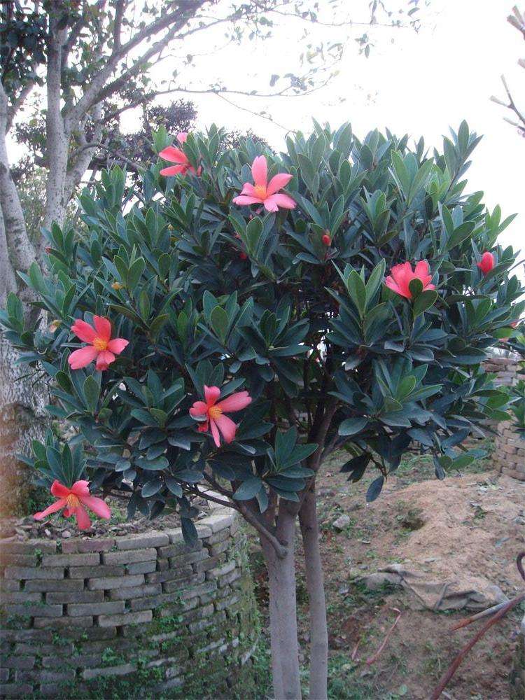 叶革质,长圆形或狭椭圆形,长10-14厘米,宽4-6厘米,先端渐尖或急锐尖, 