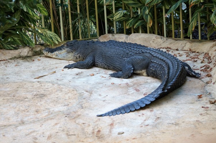  p>湾鳄(学名: i>crocodylus porosus /i>)是鳄科,鳄属的一种鳄鱼.