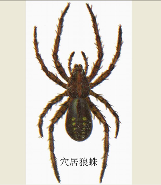  p>穴居狼蛛( i>lycosa singoriensis /i>)属蜘蛛目,狼蛛科,狼蛛属,是