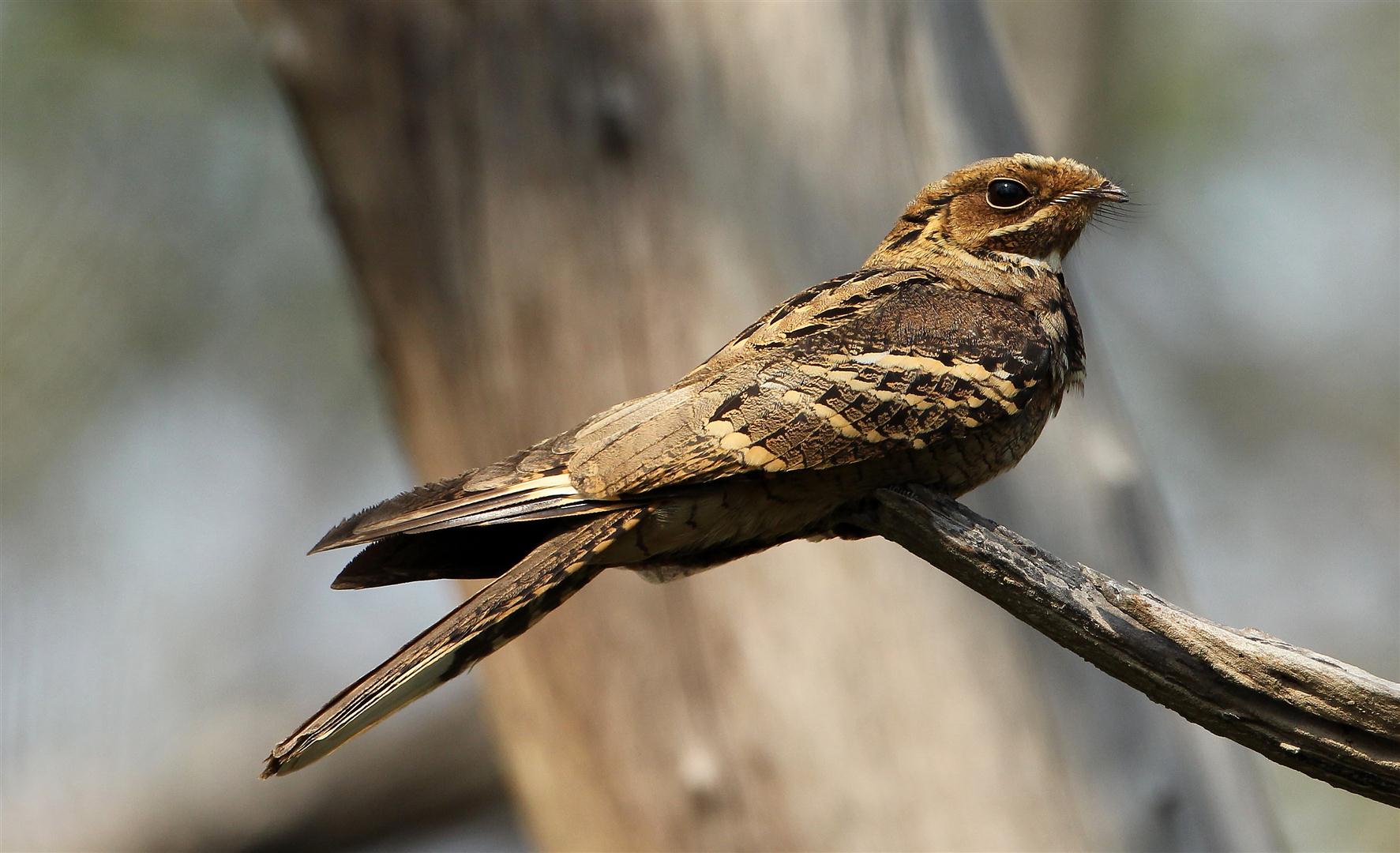  p>长尾夜鹰(学名: i>caprimulgus macrurus /i>),是夜鹰科,夜鹰属