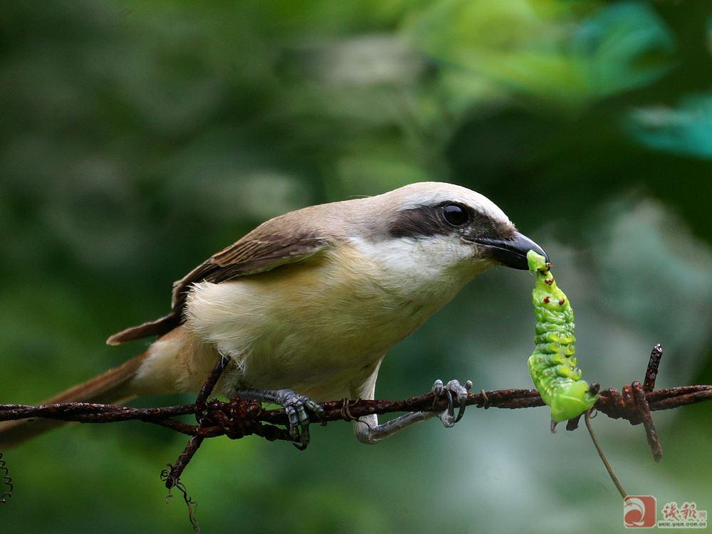  p>屠夫鸟,又称 a href="#" data-lemmaid="3287963">伯劳鸟 /a>,头较