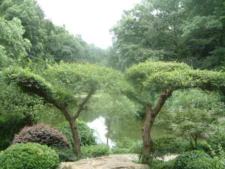 连理树（双子叶植物纲植物）_百度百科