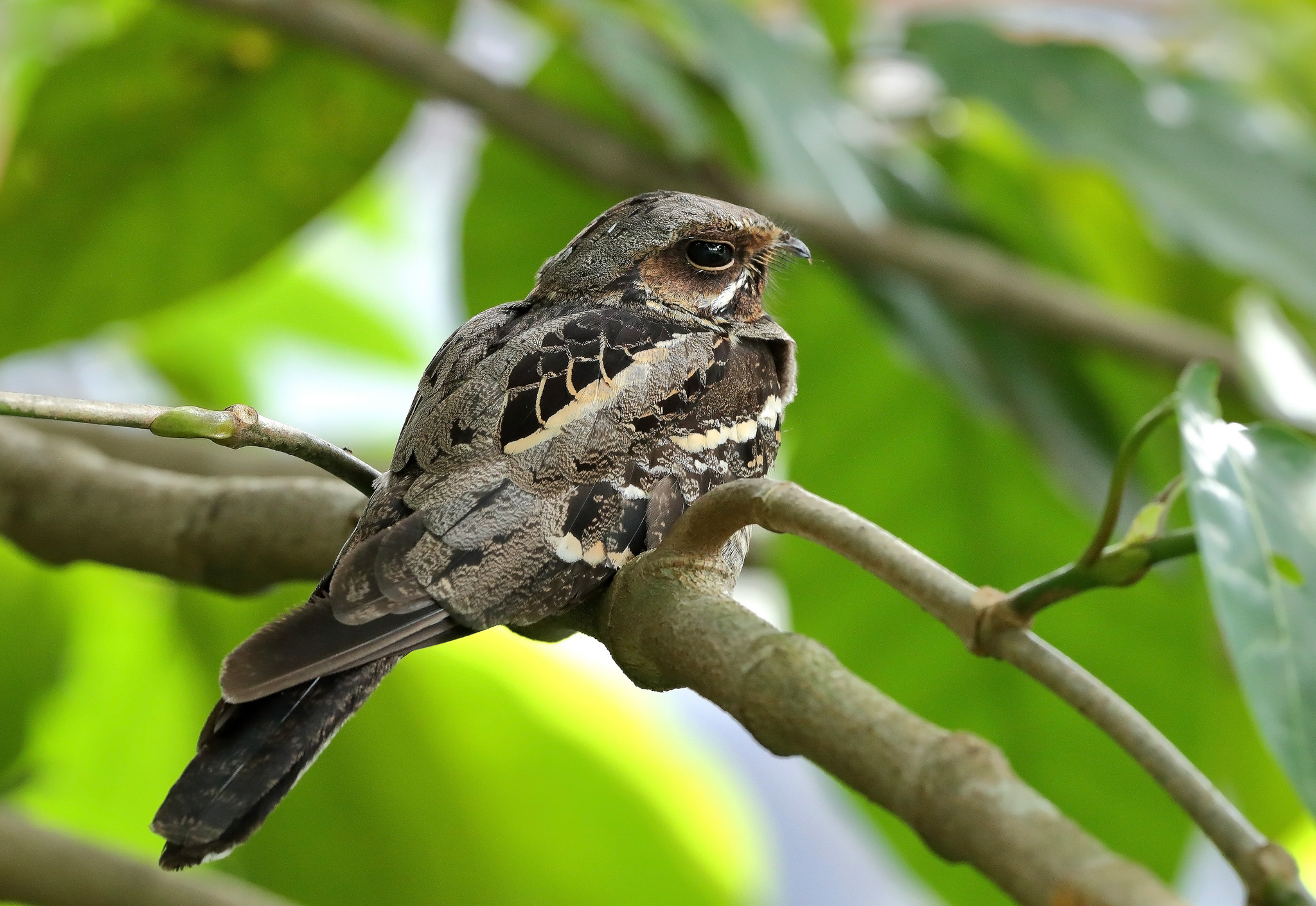  p>长尾夜鹰(学名: i>caprimulgus macrurus /i>),是夜鹰科,夜鹰属