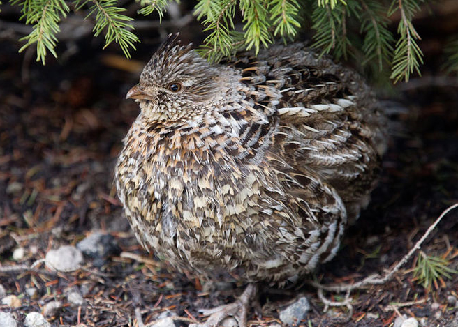  p>披肩榛鸡(学名: i>bonasa umbellus /i>):共有15个 a href="#"