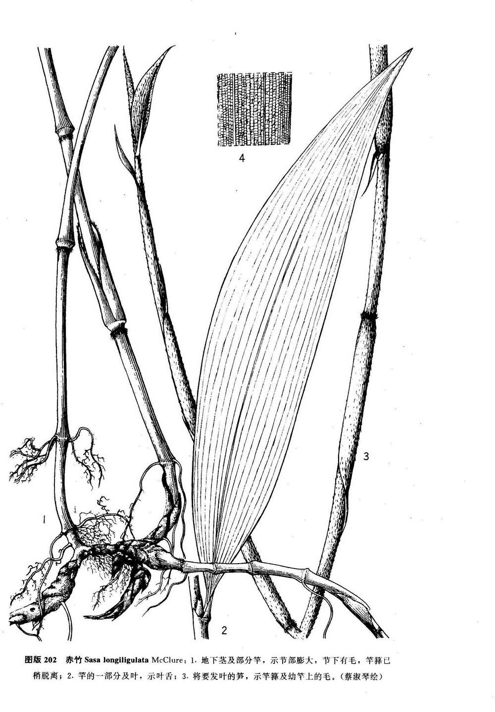 indocalamus /b>  b>sinicus /b> (hance) nakai)是禾本科,箬竹属植物