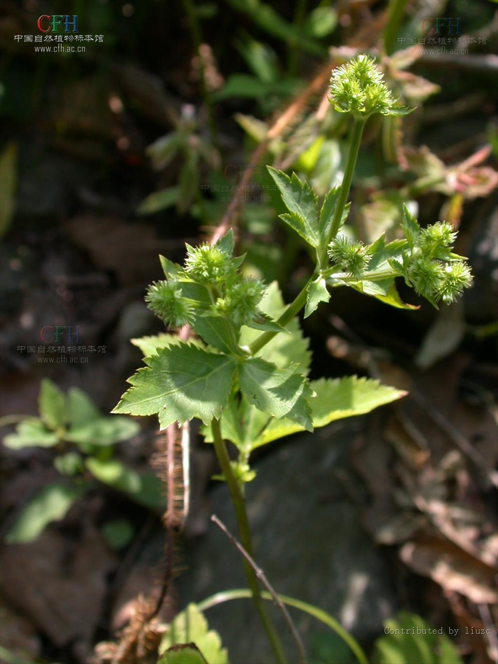 变豆菜