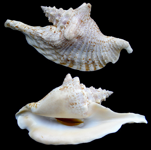 rooster-tail conch
