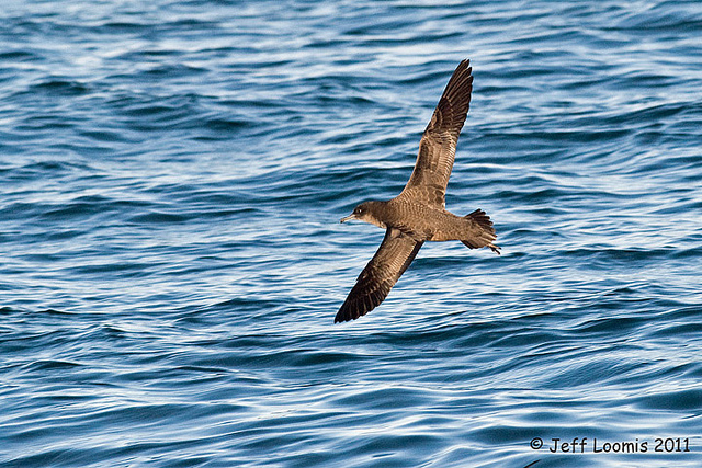 sooty shearwater