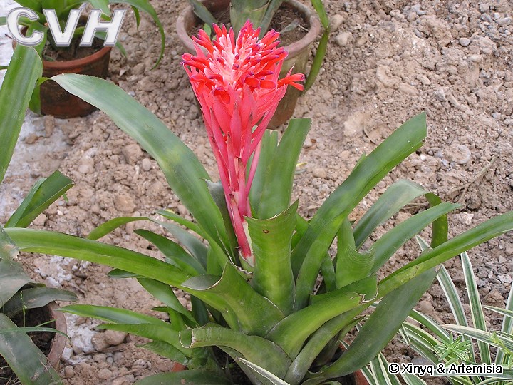 billbergia pyramidalis