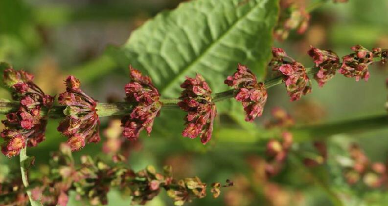  p>尼泊尔酸模(学名: i>rumex nepalensis /i> spreng.