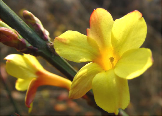迎春花
