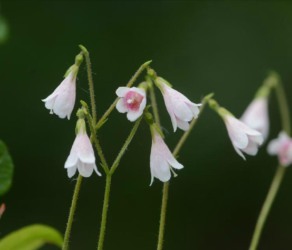 圆形至倒卵形,上面疏生柔毛,下面灰白色而无毛;花芳香,总花梗状着花