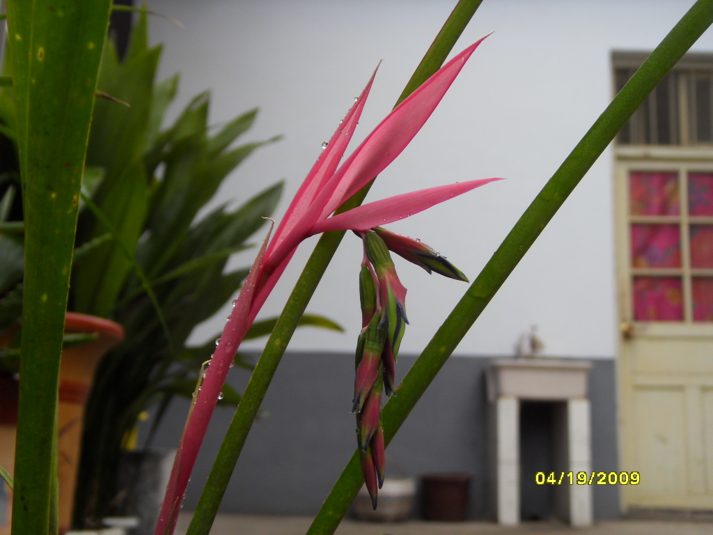 billbergia pyramidalis