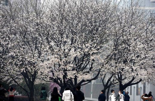 樱花