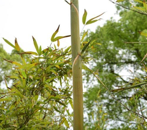 长宁库-中华业平竹群体