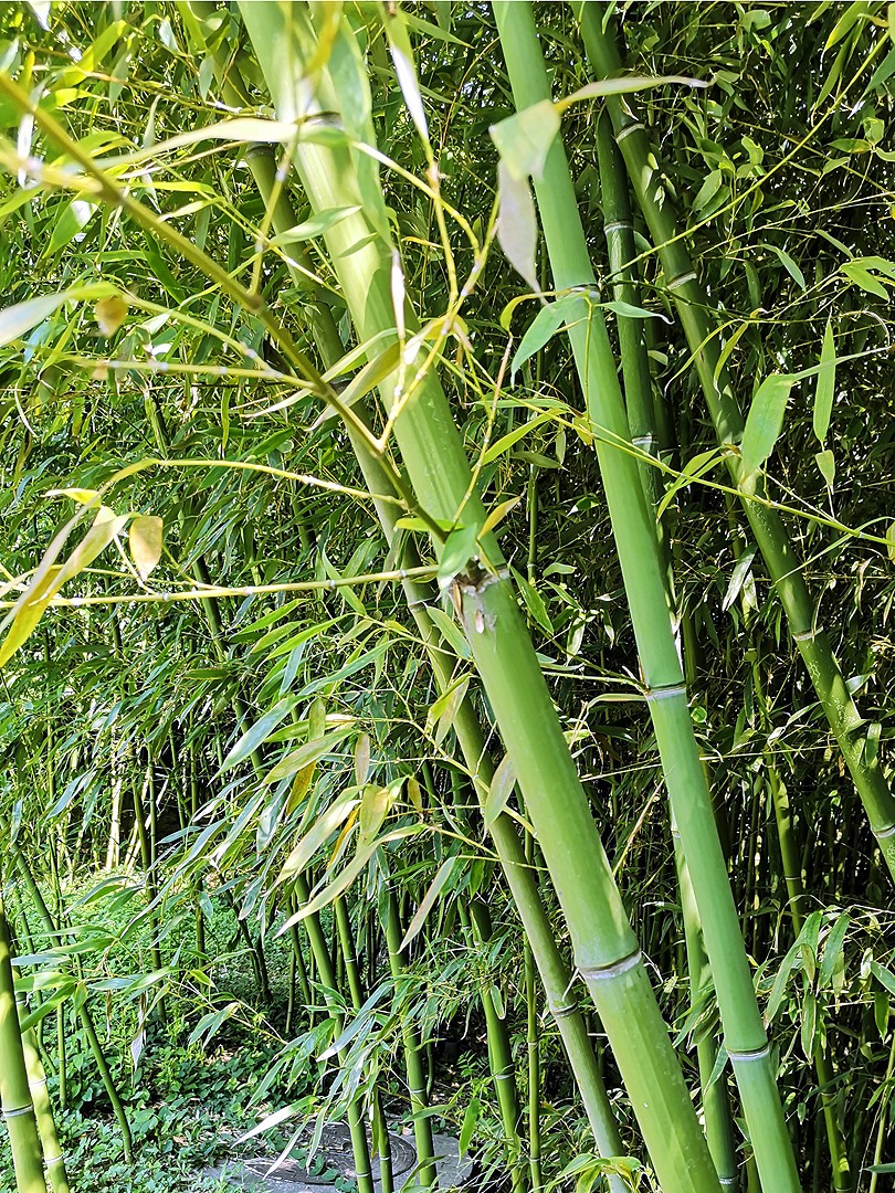 phyllostachys propinqua mcclure