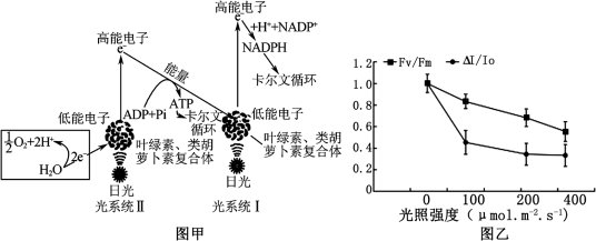 光系统Ⅰ_百度百科