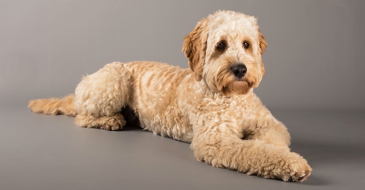 可卡布犬_百度百科