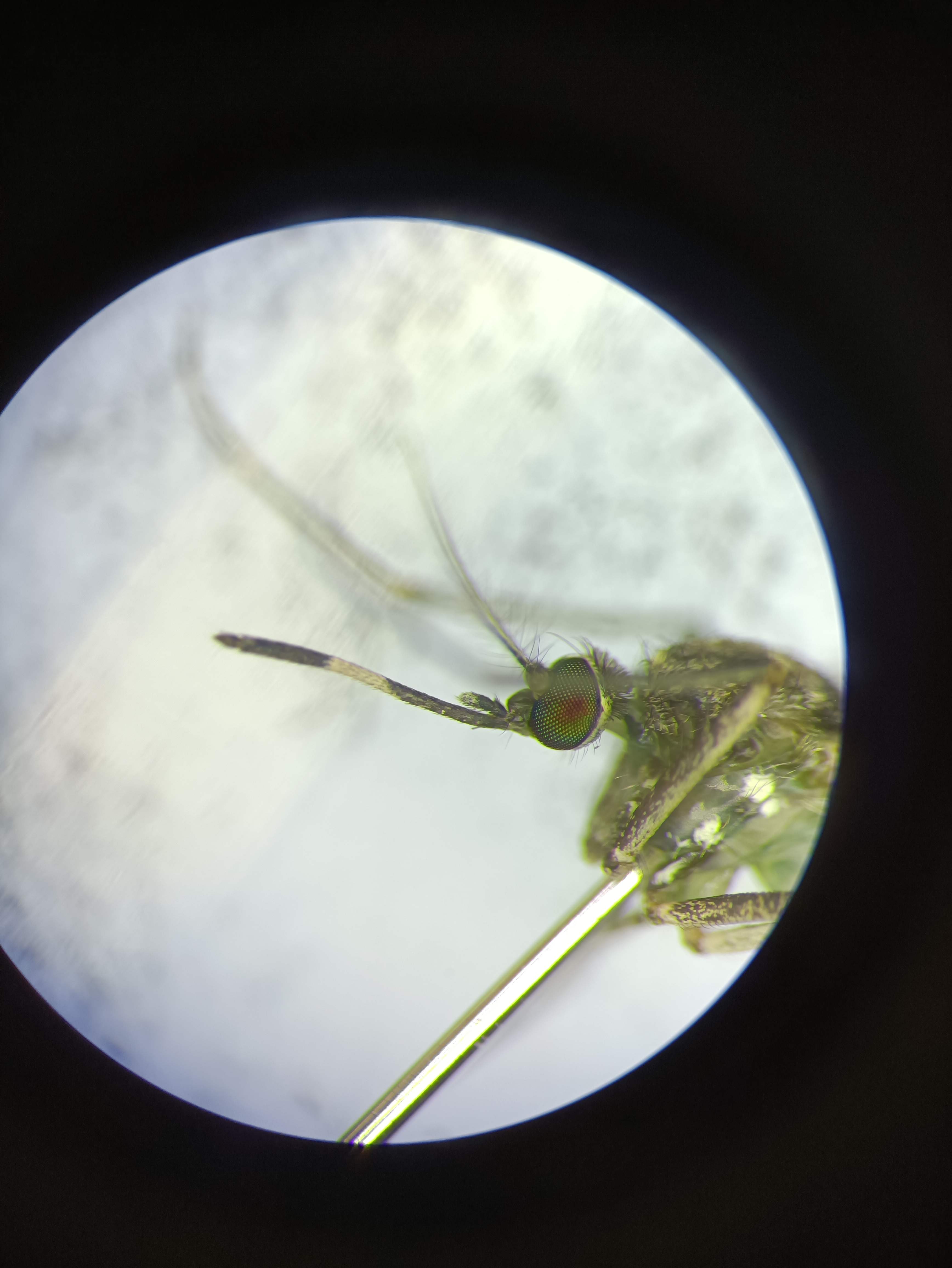  p>海滨库蚊( i>culex sitiens /i>&nbsp;wiedemann,1828),幼虫