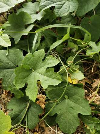 栝楼（葫芦科栝楼属一种植物）_百度百科