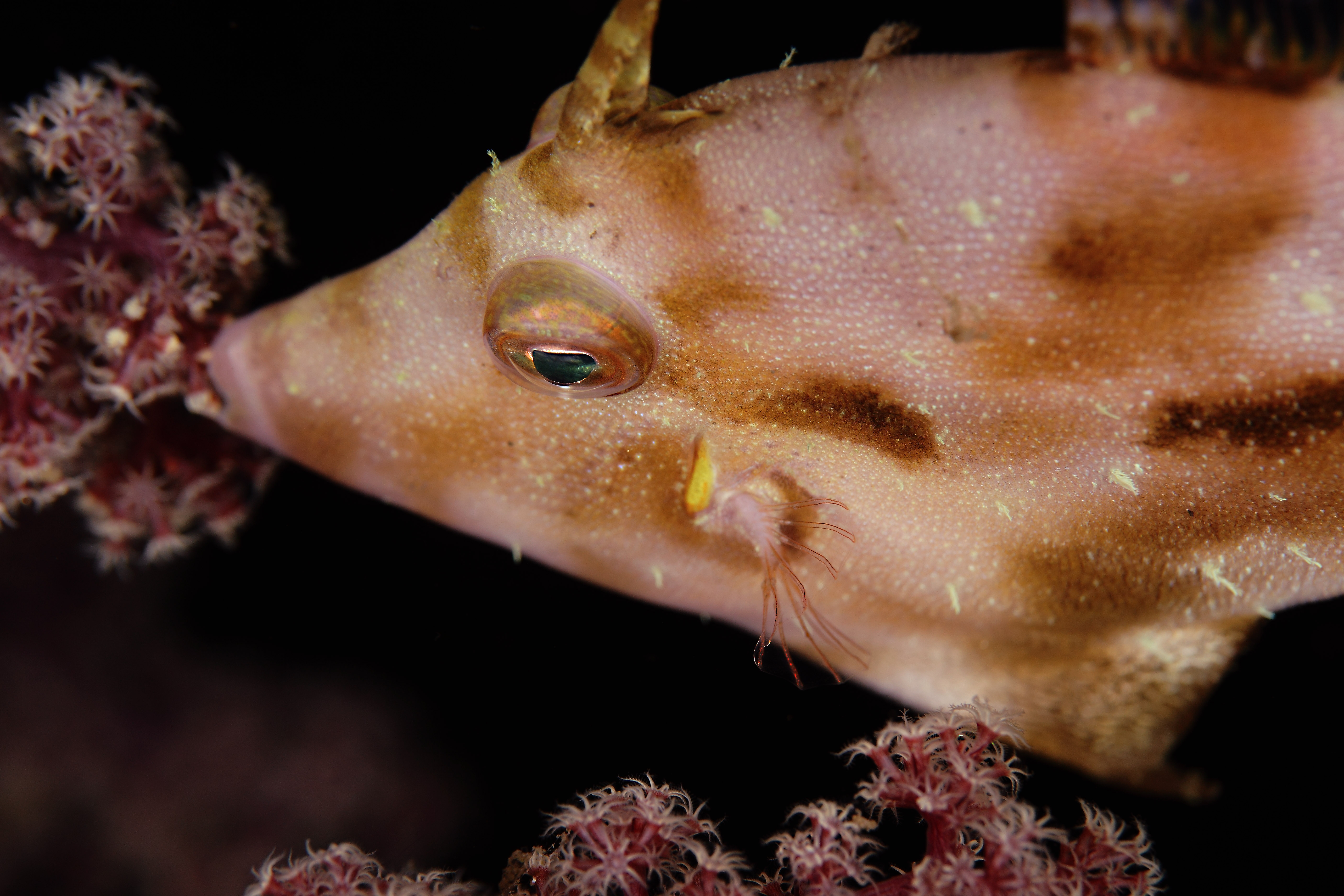  p>绿鳍马面鲀(学名:  i>thamnaconus modestus /i>)是单角鲀科,马面