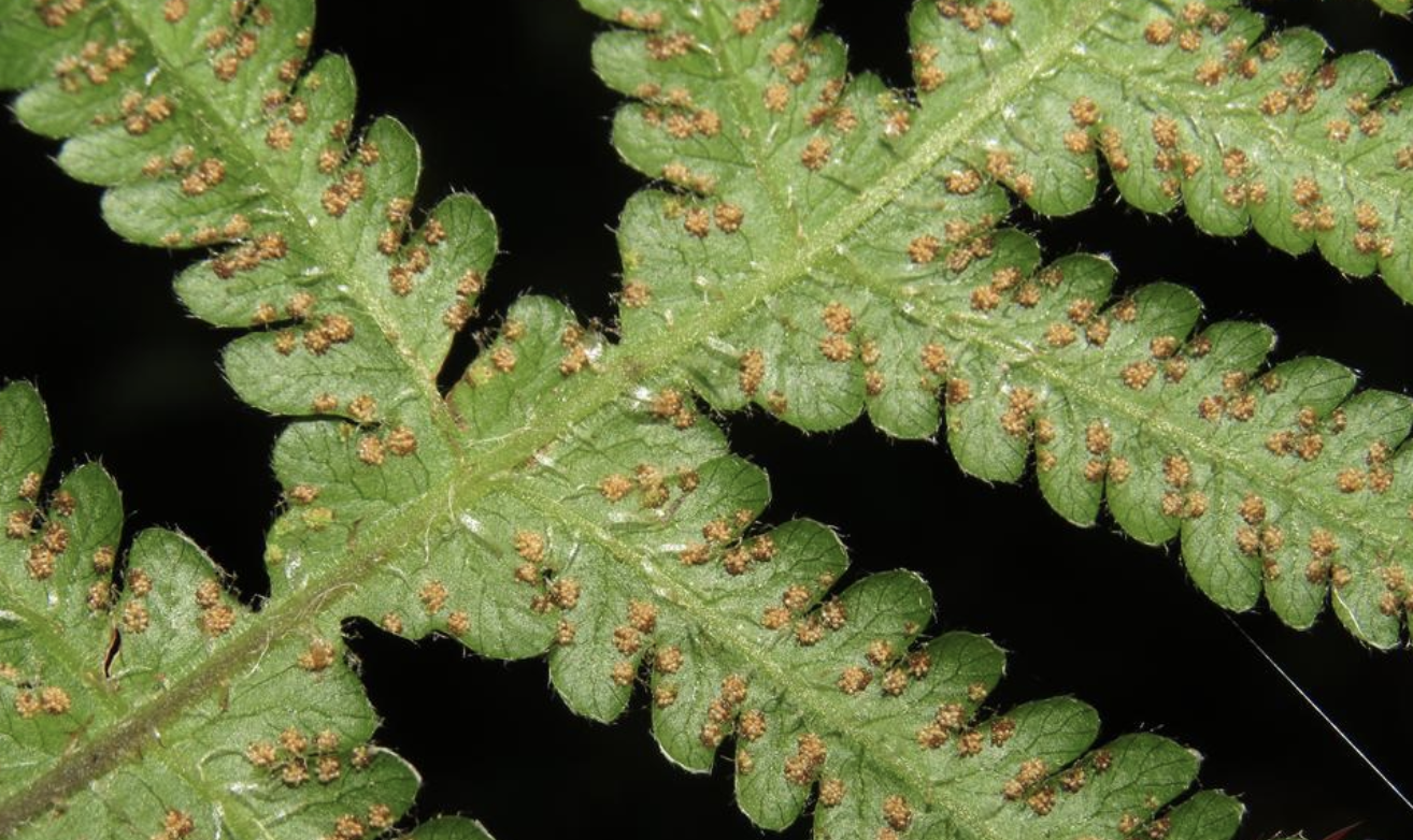  p>卵果蕨(学名: i>phegopteris connectilis /i> (michx.