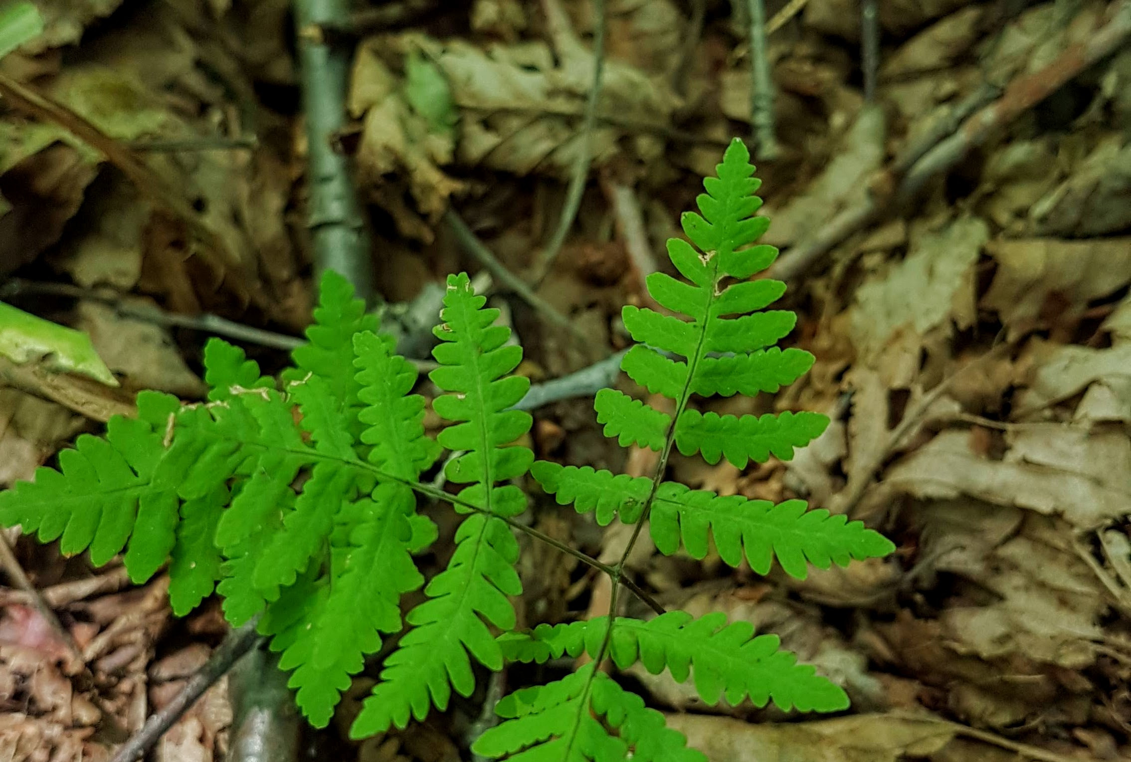  p>欧洲羽节蕨(学名: i>gymnocarpium dryopteris /i> (l.