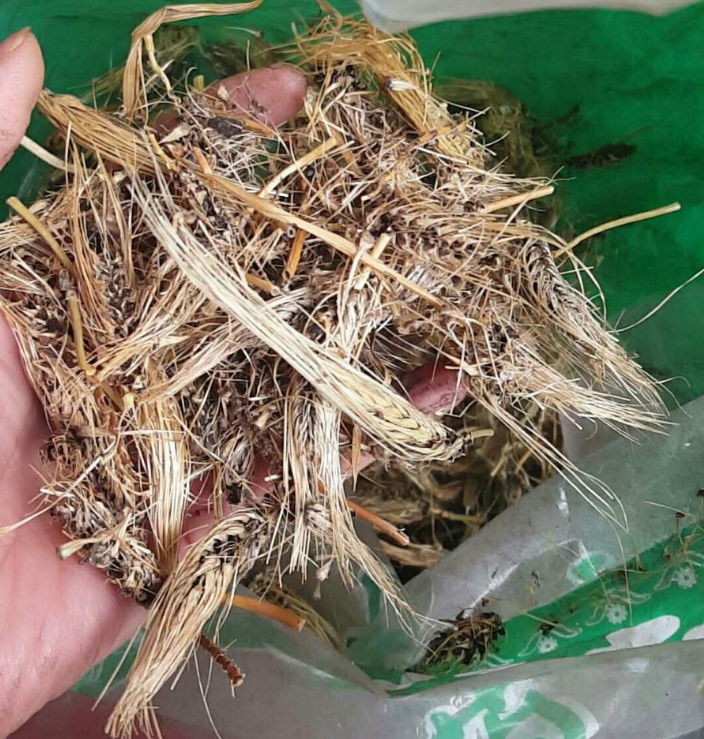 粟(谷子)白发病