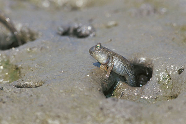  p>弹涂鱼(学名: i>periophthalmus cantonensis /i>)是虾虎鱼科 sup